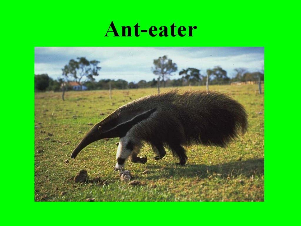 Ant-eater